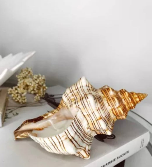 Bougie coquillage #1 - PRÉCOMMANDE